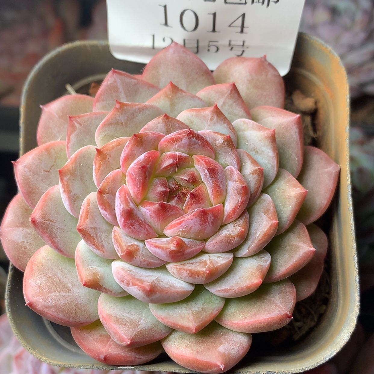 【闪购商品】云1014号