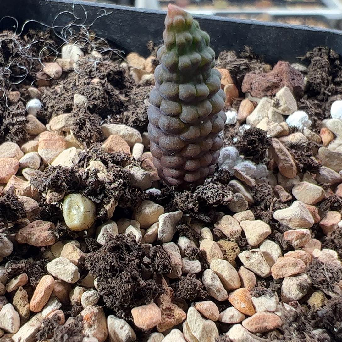 一物一拍。        858脱土发