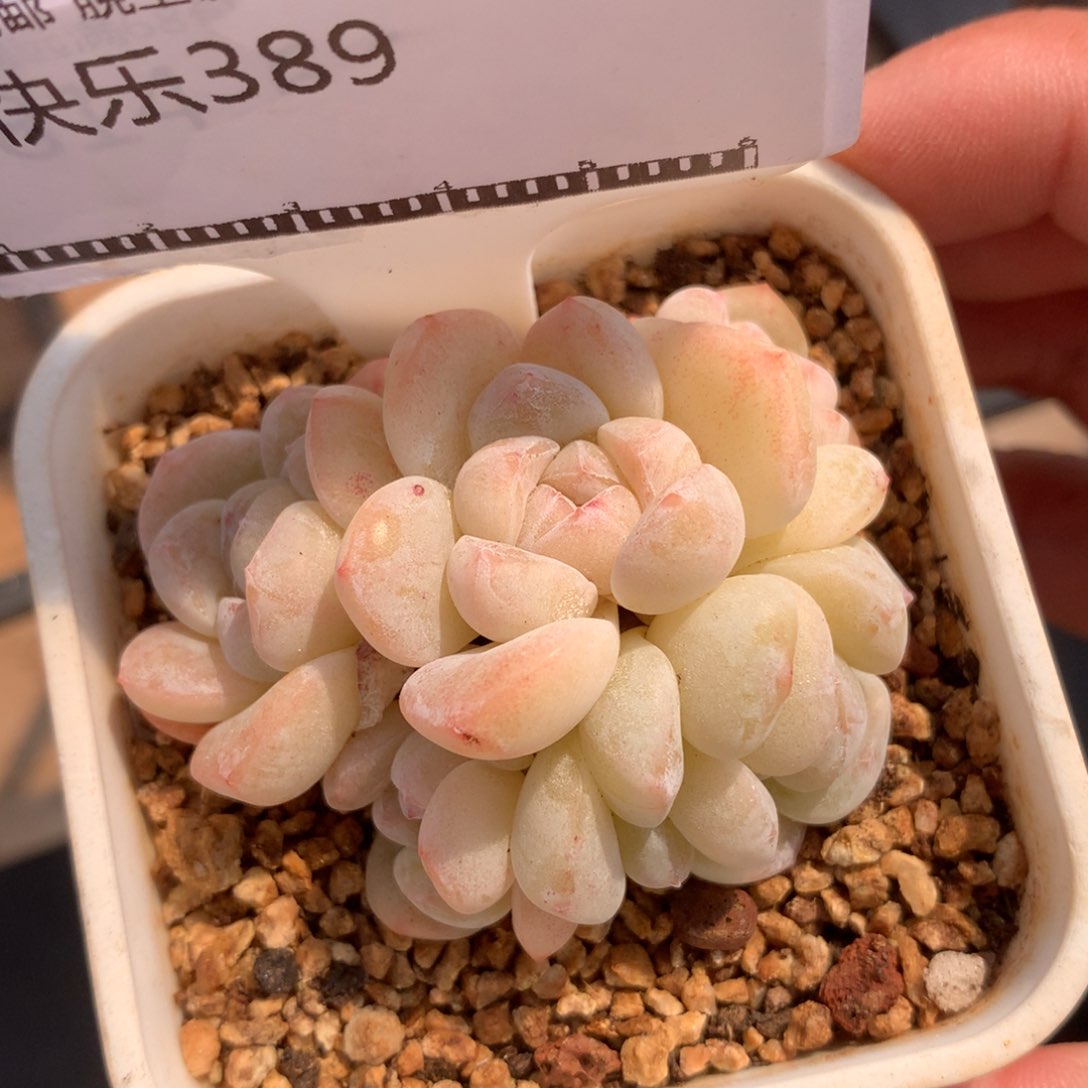 冰玉自然群丸叶58包邮