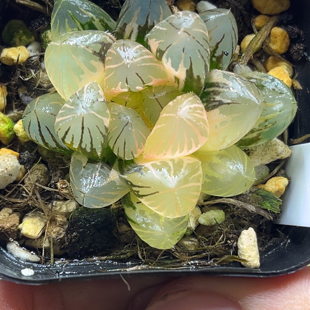 103龙爪玉露锦极上斑