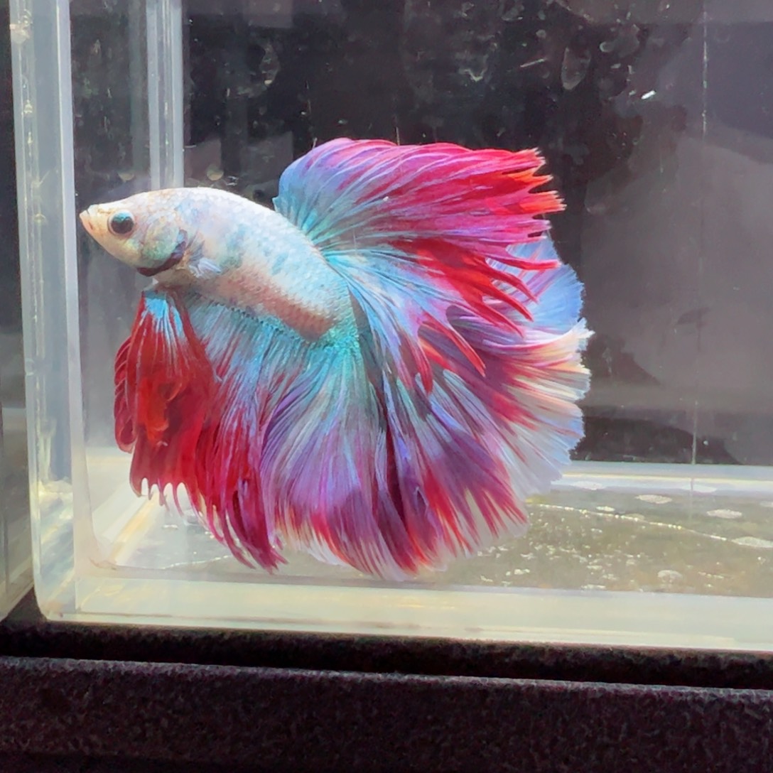 斗鱼浅色特殊尾hhhh