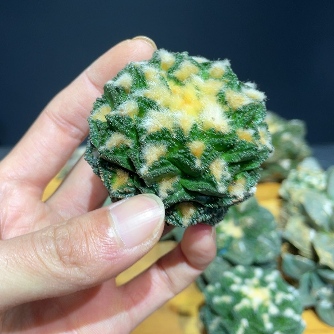 13号自根螺旋辛顿