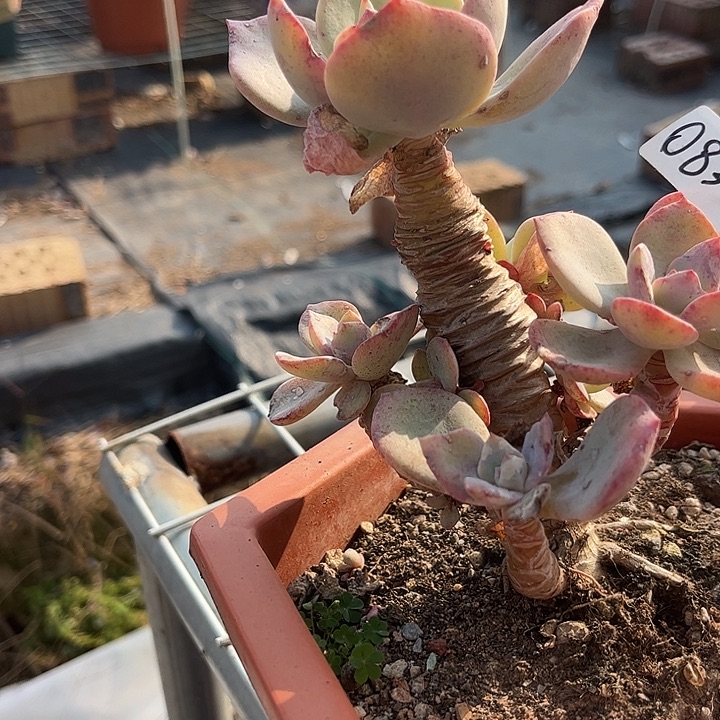 晓***晗083血凤脱土发货不退不换