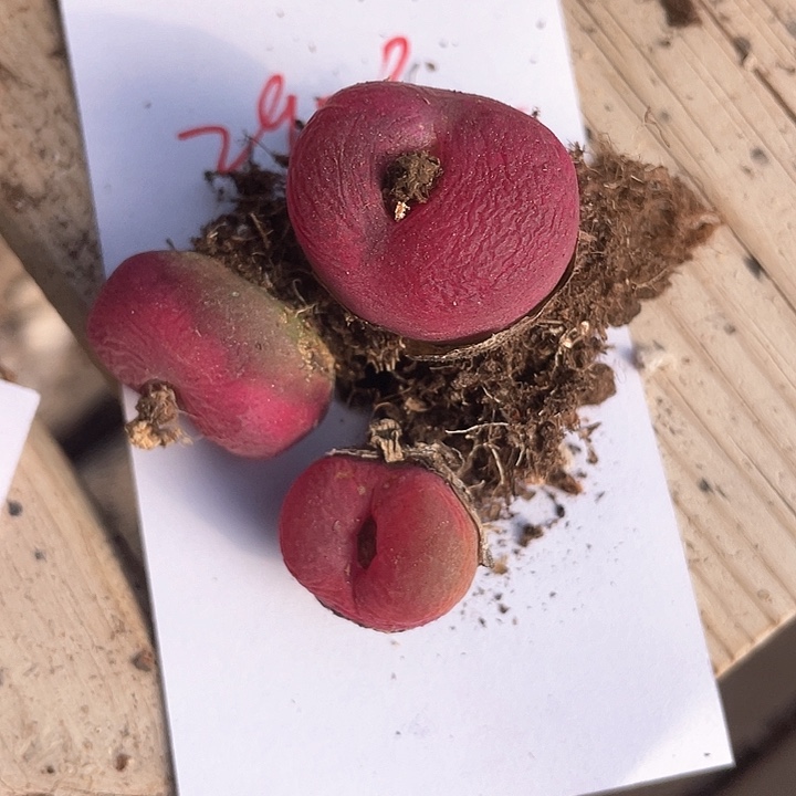 晶***了2923。  三颗毛毛。    