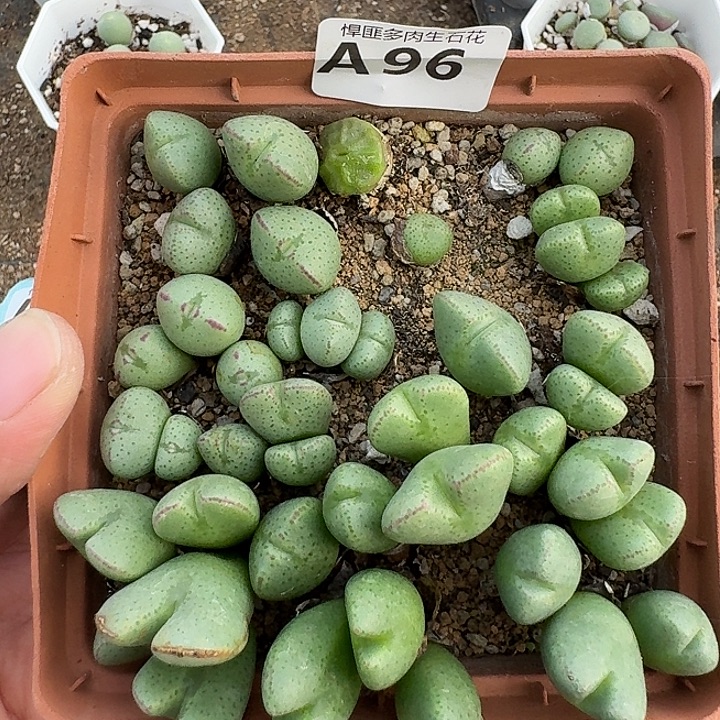 96多肉植物多肉植物