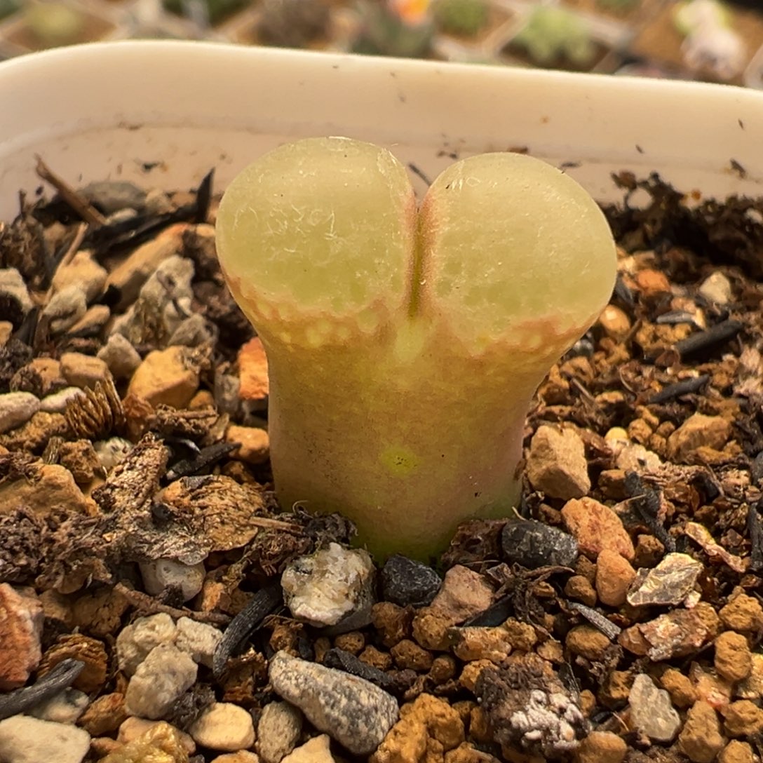 158多肉植物种类多样
