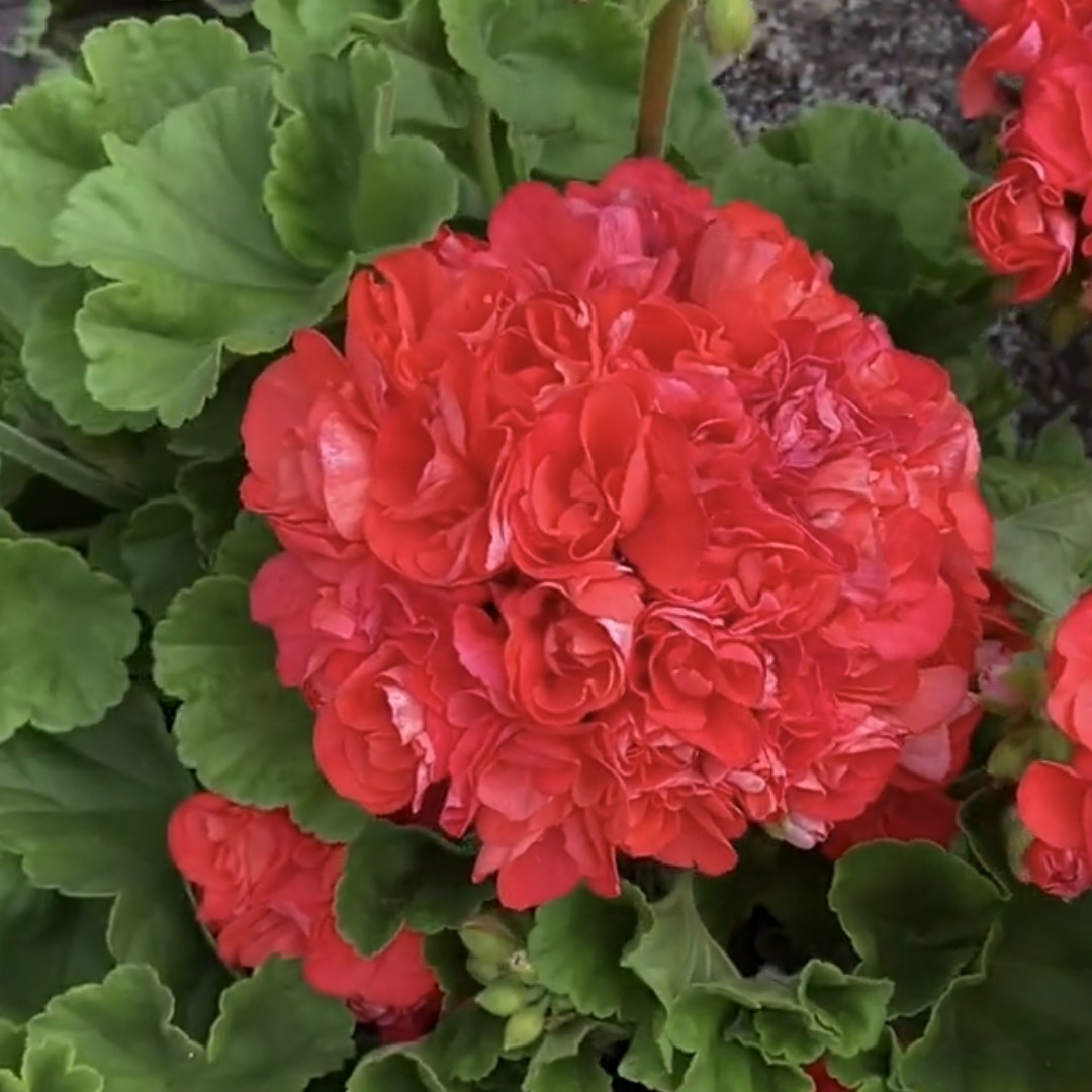 【高地芭蕾】直立天竺葵