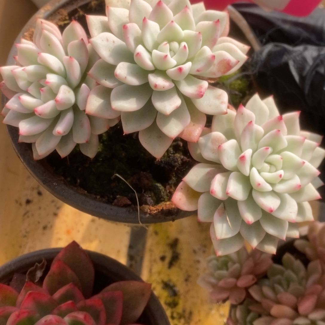 217爪系杂锦锦锦锦锦