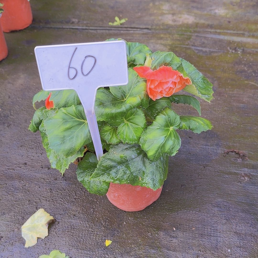 无花朵夫妻海棠种球系列60