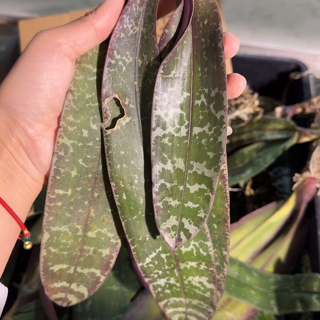 完全开放Z****z补差