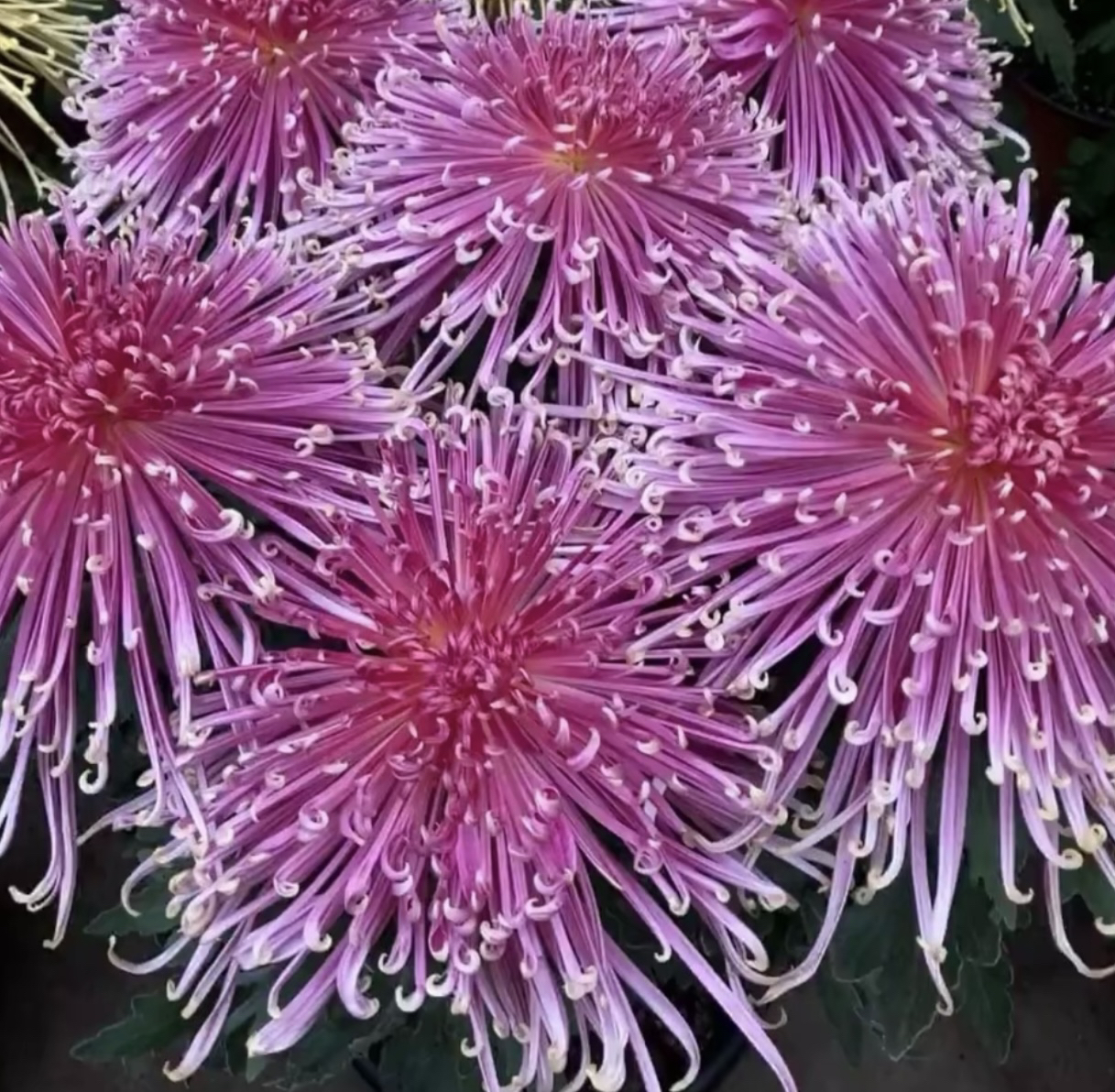 「泉乡红姿」九月菊  稀有品种室内外盆栽地栽好养