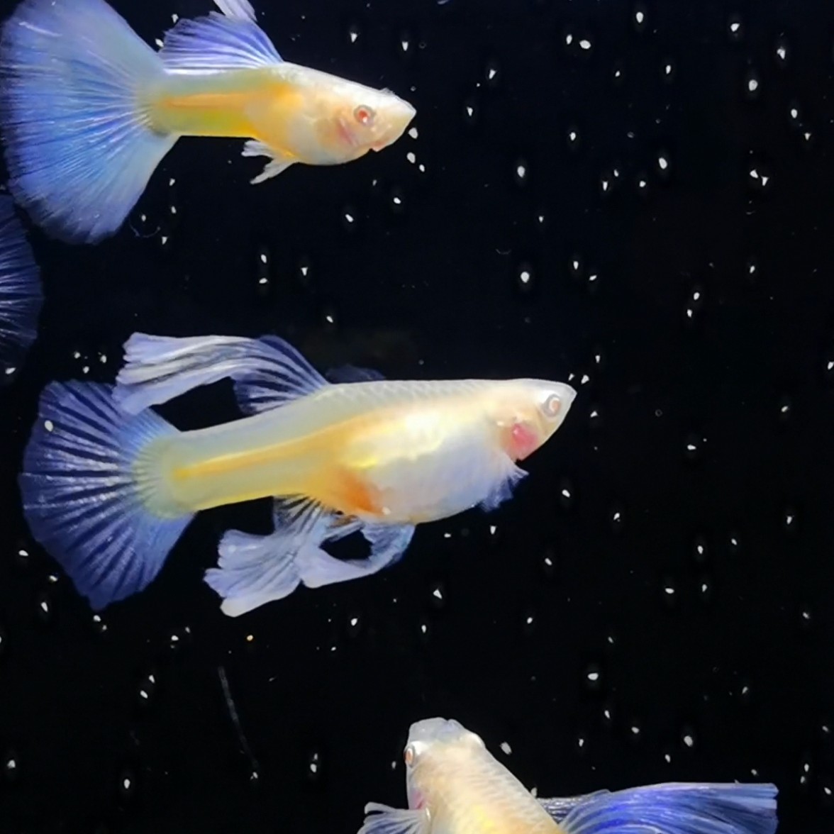 孔雀鱼粉丝福利鱼专拍链接