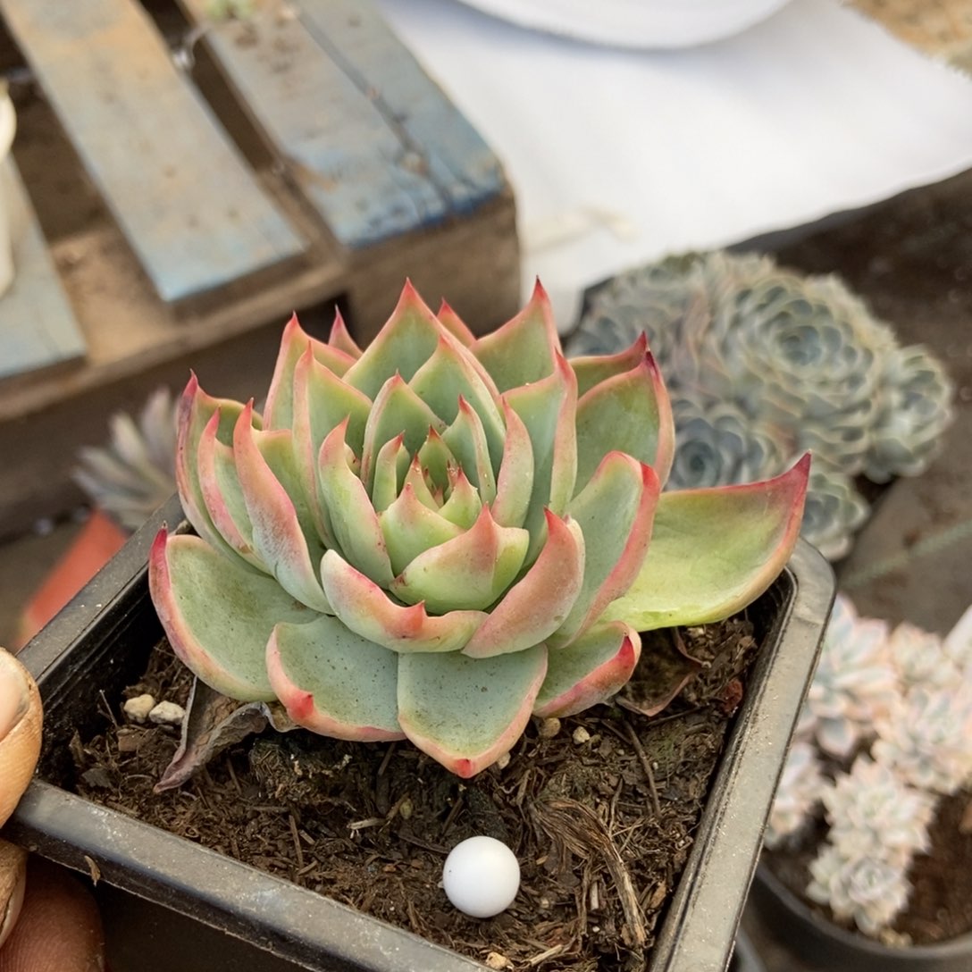 惊鸿一瞥614号多肉