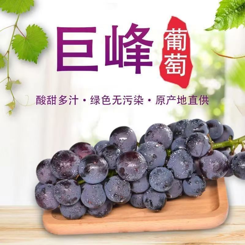 正宗巨峰葡萄当季现摘新鲜农家大果葡萄包邮孕妇水果直发【京东次日达】葡萄同城送辽宁省