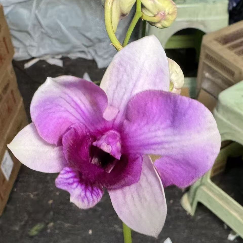 秋石斛兰 佳斛带花苞
