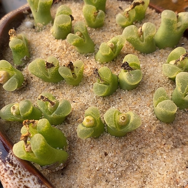 双头奶瓶风铃1颗。      