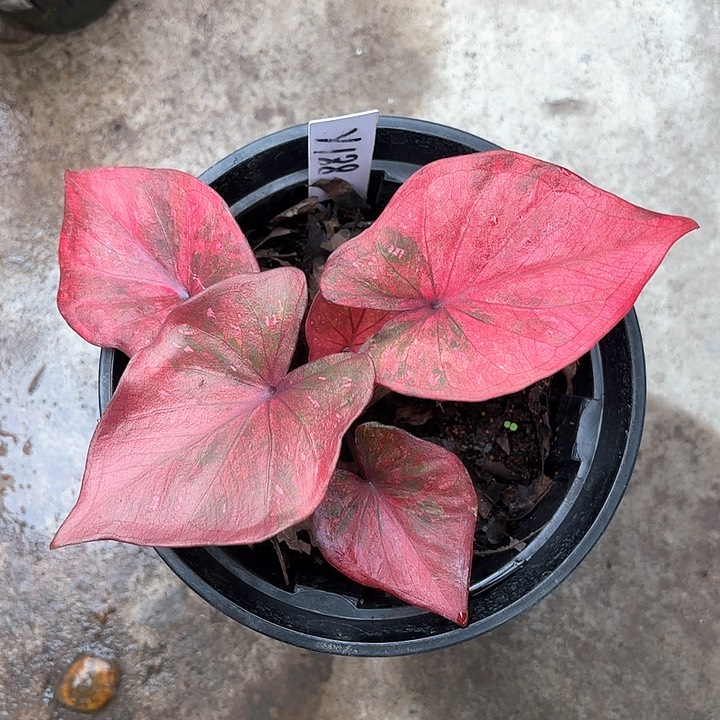 188-0207彩叶芋广东现货