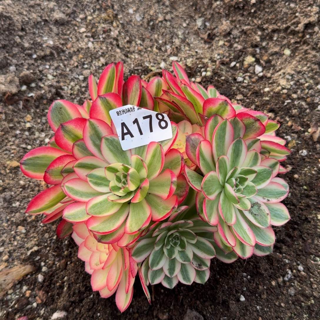 178荔枝。多肉植物