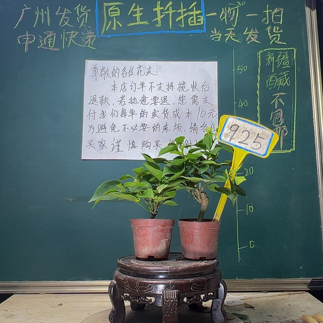 当前无花栽培后可以开花绿叶水晶掌中宝 绿樱掌中宝925