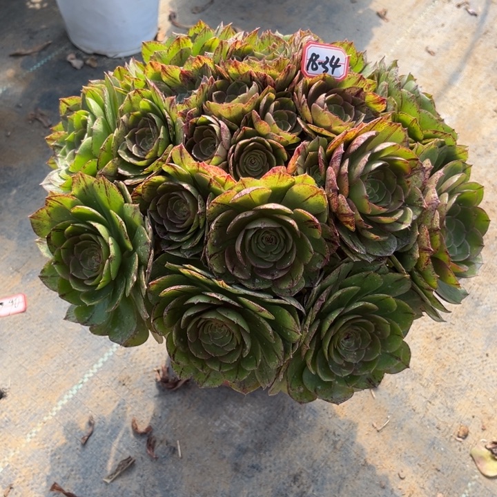 18-34拉丝朵朵多肉植物