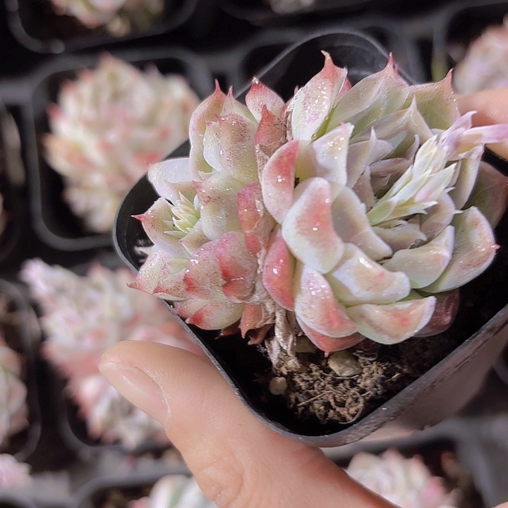 桃熏多肉植物 带盆土