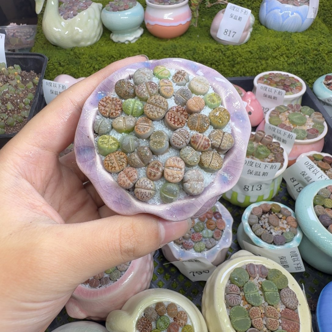 慧***醒多肉葡萄的味道真的830