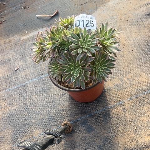 125有疤不包断枝