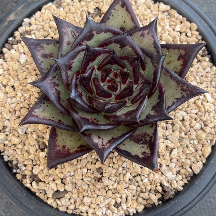 双12特惠一个黑檀汁111111111111