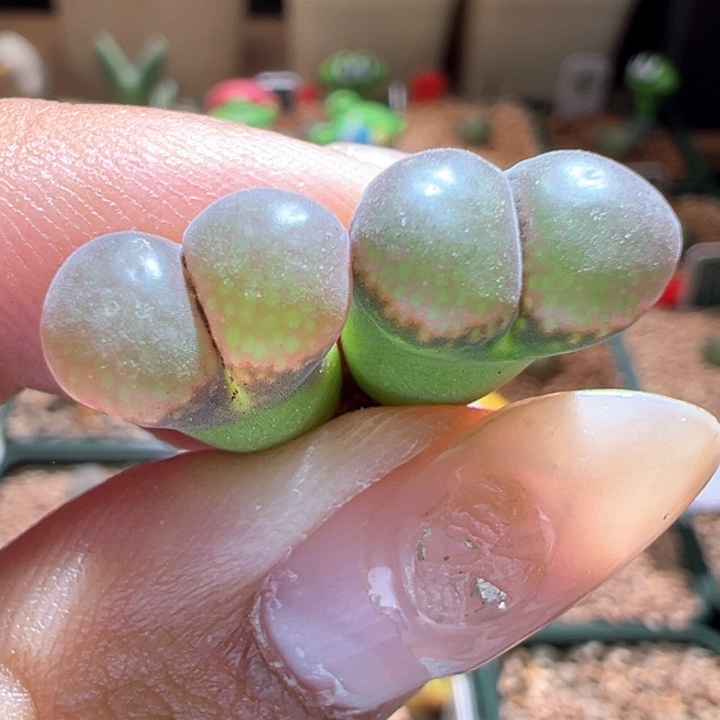 782。 手上随机一颗福利。 大型红风铃。 