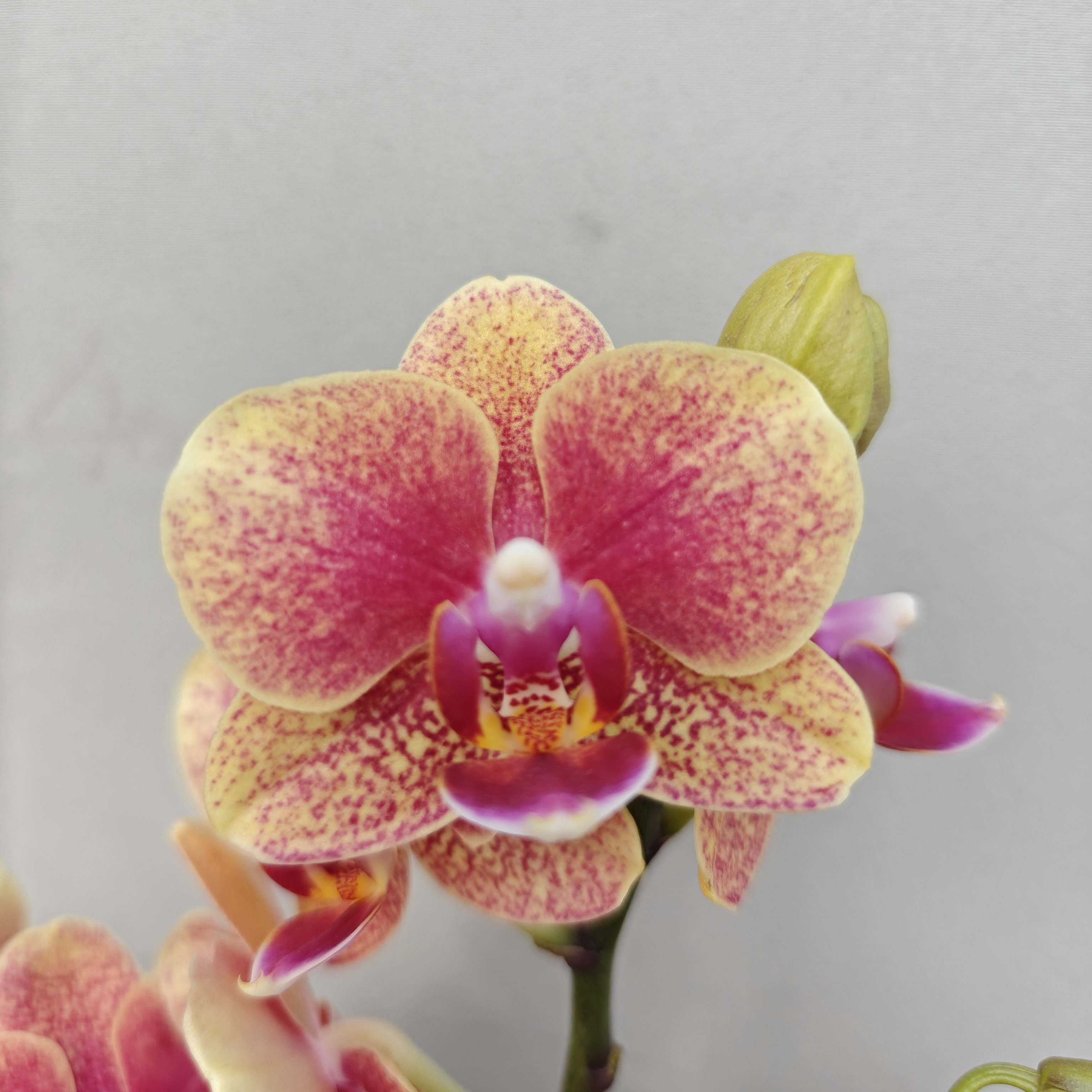 （金蝶3-6）蝴蝶兰 花期长 拍2份以上配大盆