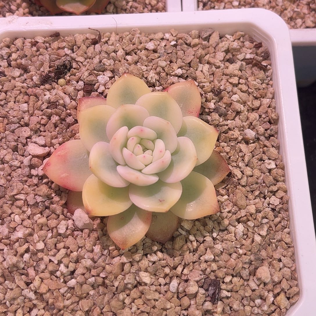 林****尚品园艺梦露宽锦