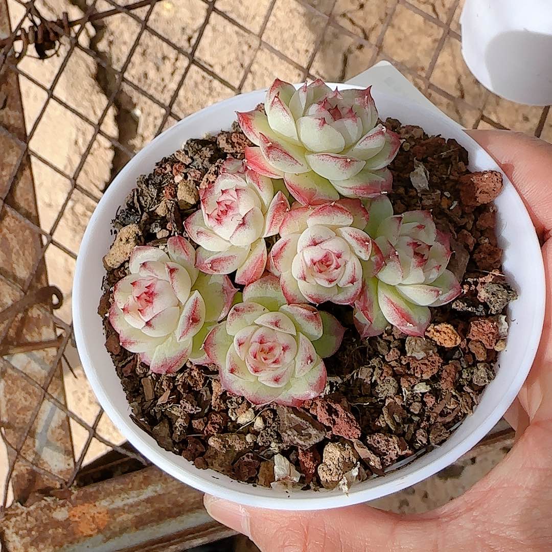 我***饭1128-72（女王优选）专拍