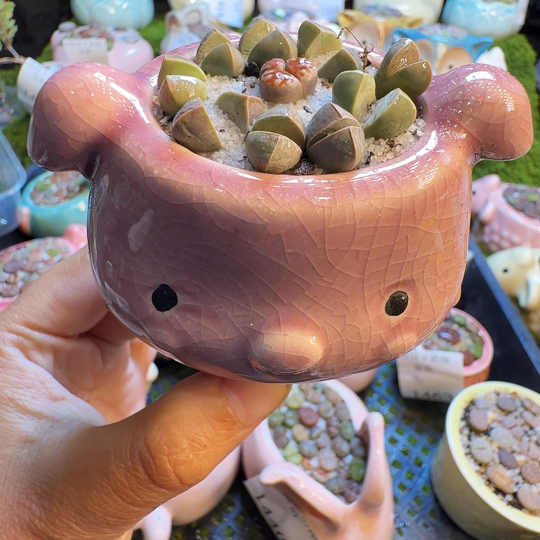 多肉植物福利冲1464