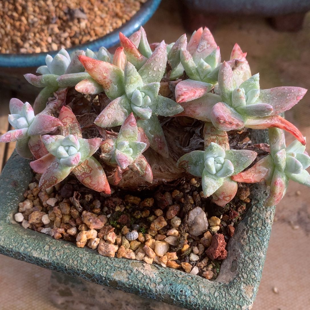 1689白雪仙女杯多肉