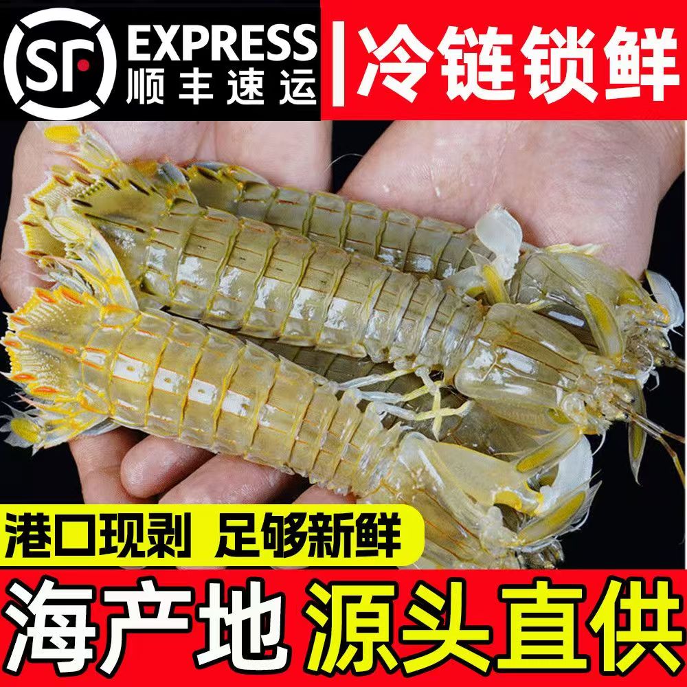 【顺丰冷链】精品鲜活皮皮虾肉质肥嫩鲜活发货