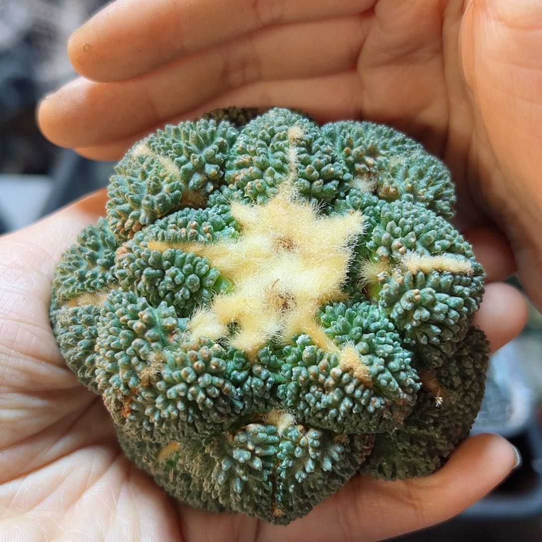 晚3号苗接哥斯拉连山8.6公分无根