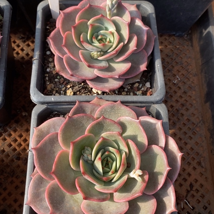 D039- 直播福利 两颗安吉丽娜