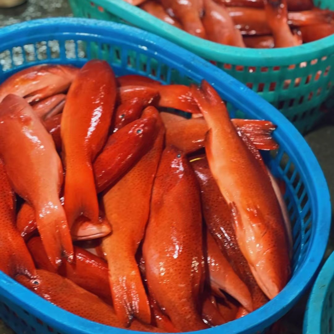 东星斑东星斑鱼