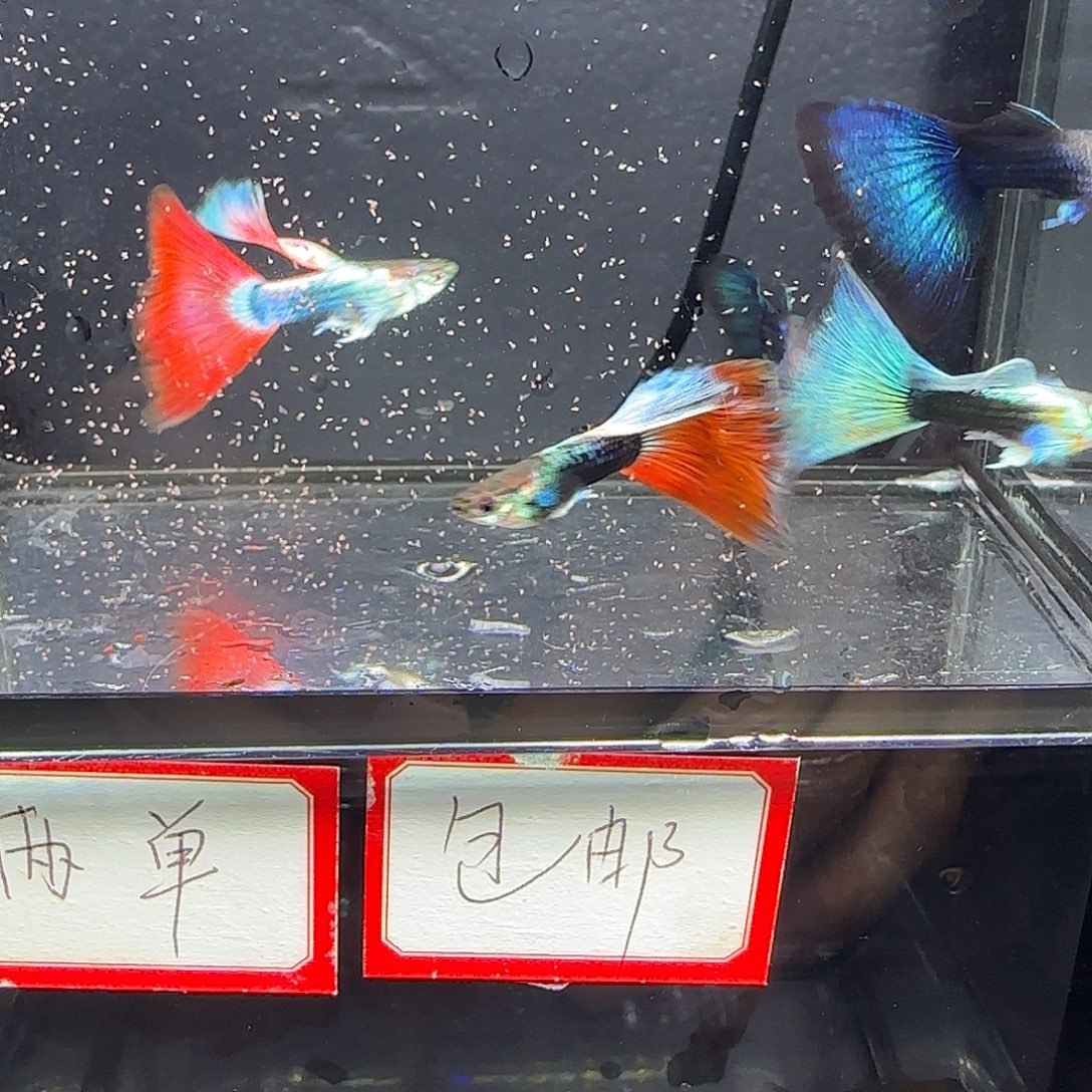 孔雀鱼亮背蓝礼服飞船公鱼六条