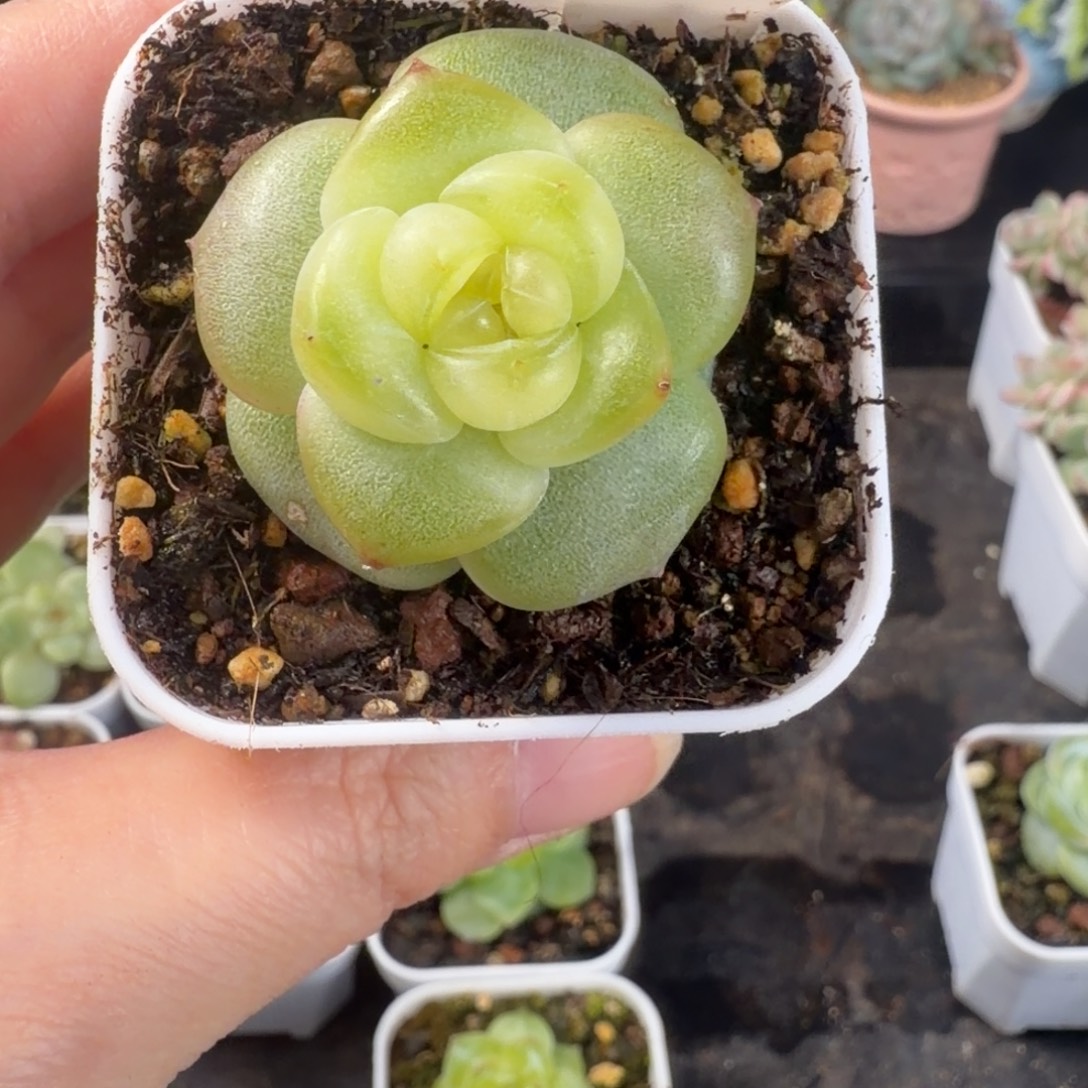 种播珍妮优选21号一颗