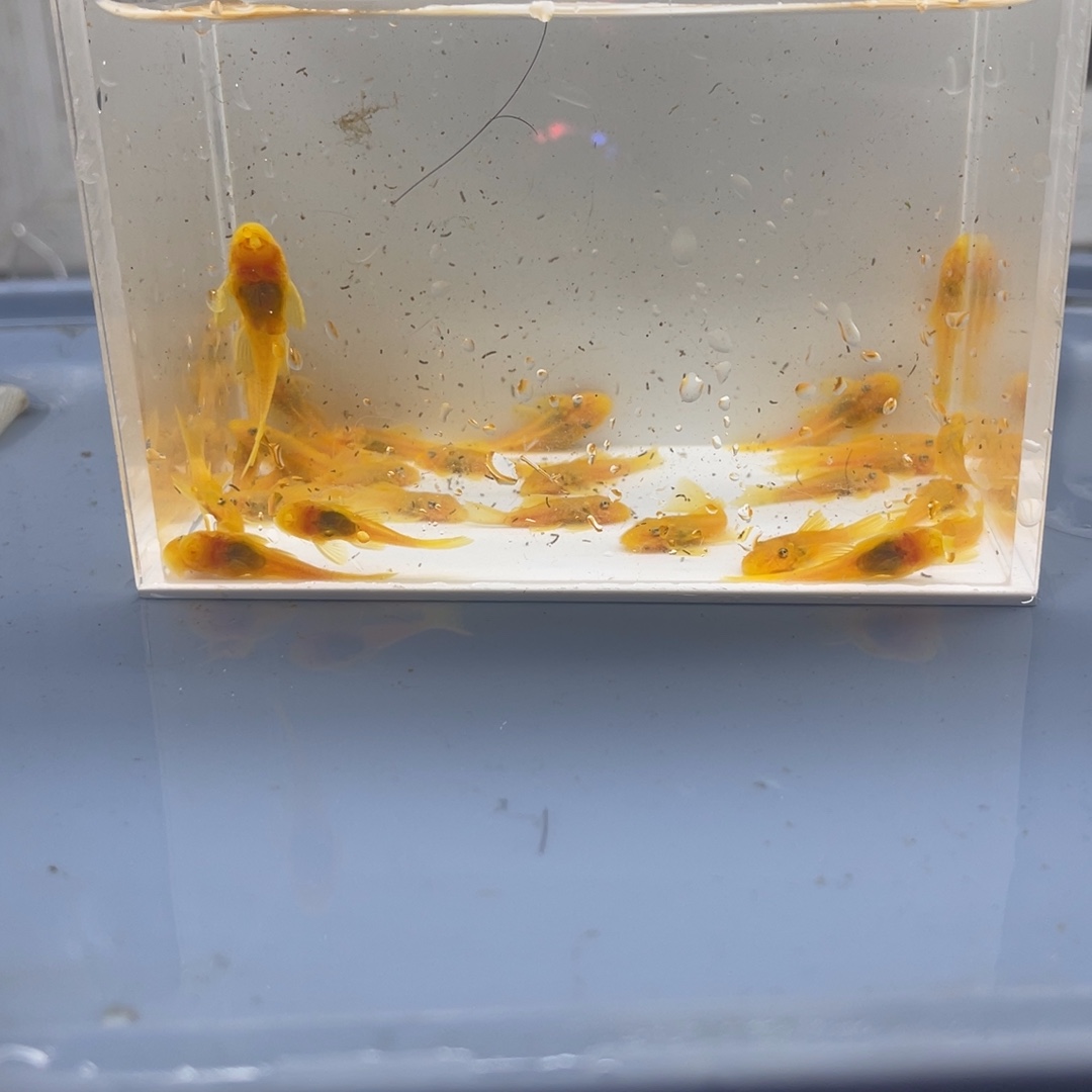 清道夫鱼小胡子30条