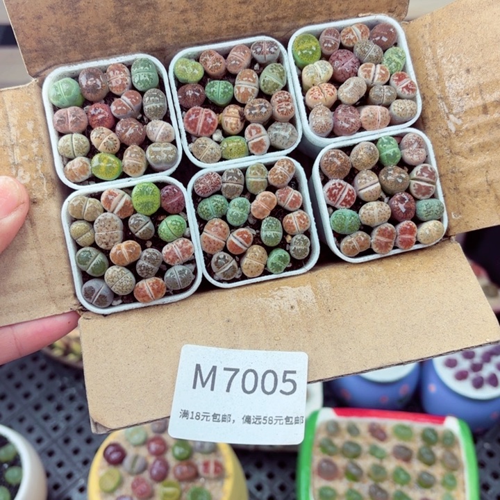 7005零下地区记得拍保温箱满18包邮