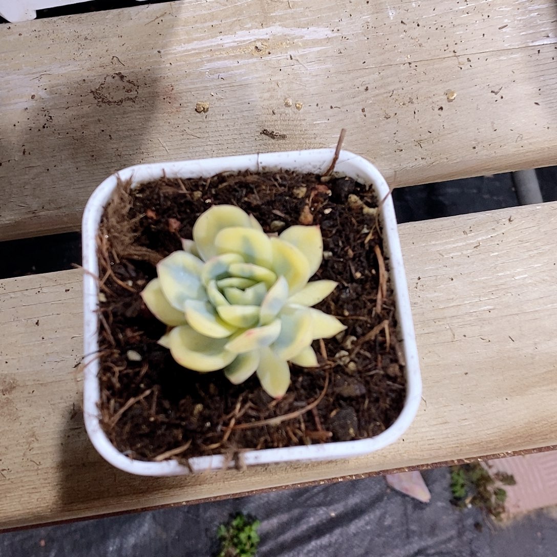 草莓冰锦多肉植物老桩