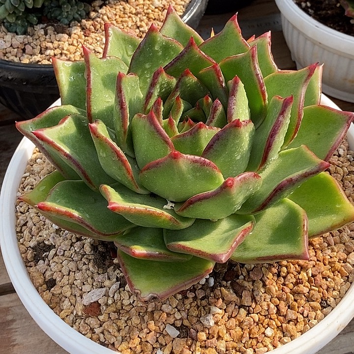 用***7福利原始种大漏15           