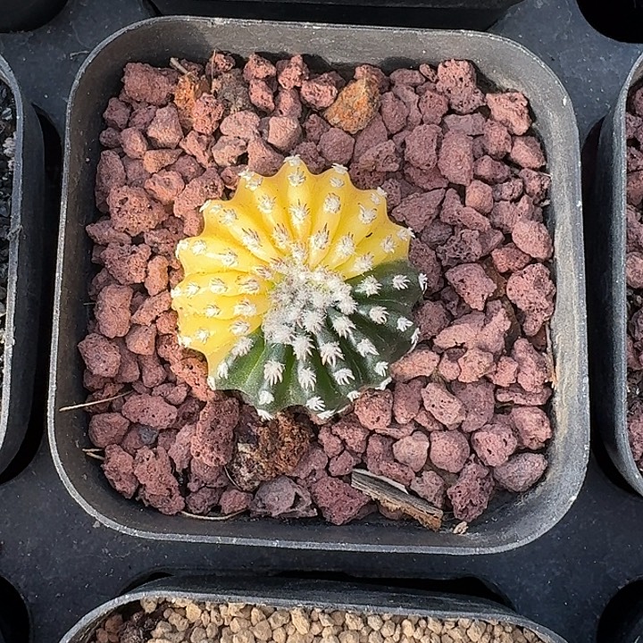 奇特球锦仙人球2234