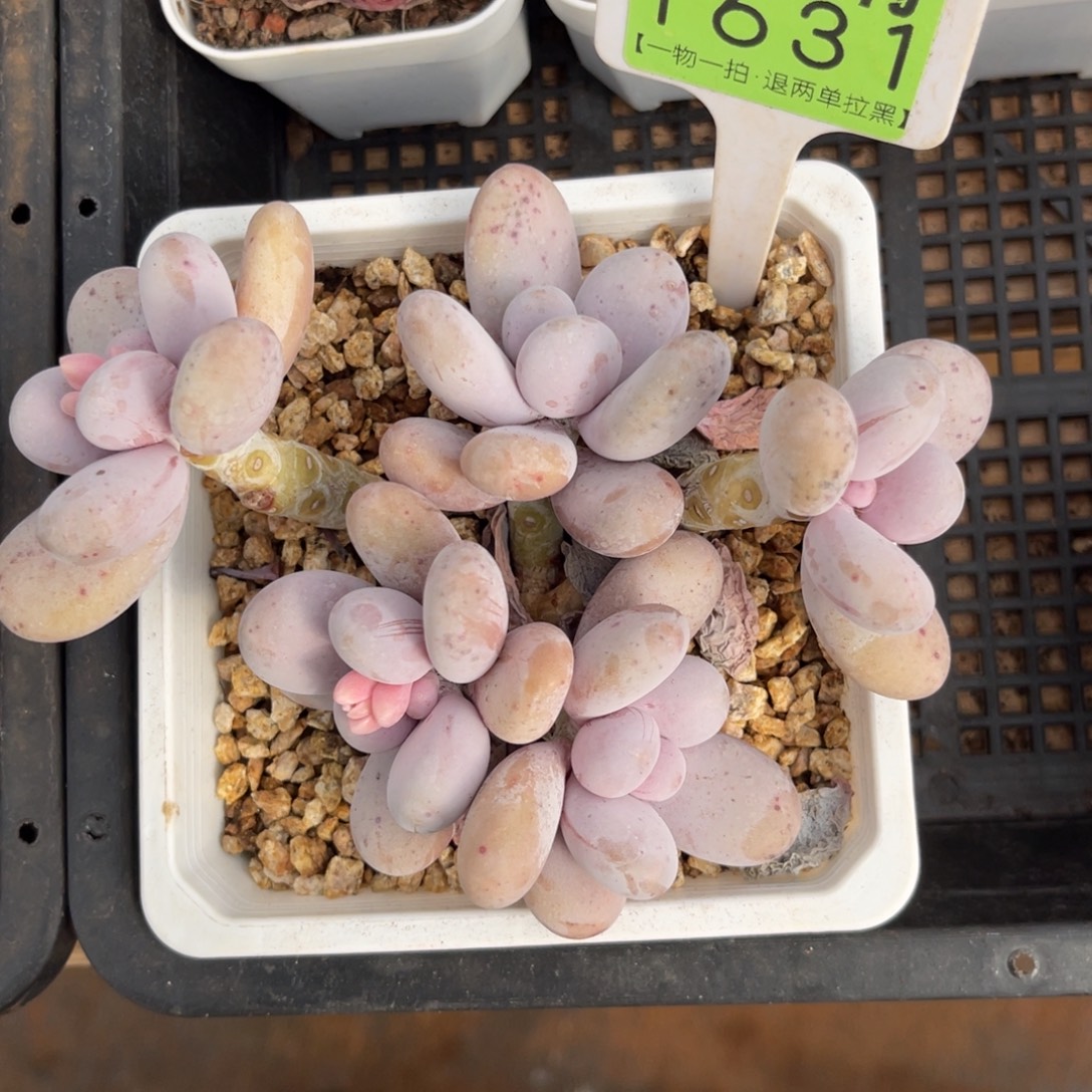 云尘多肉一物一拍1631