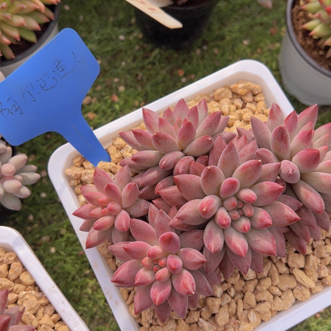 香玉的故事是一个人的故事