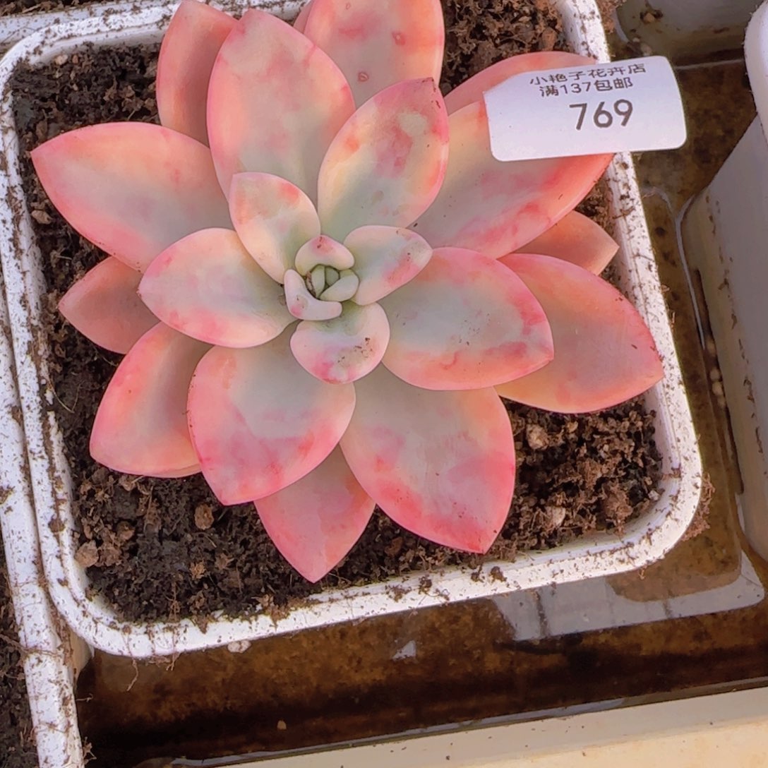 769彩色奥普锦多肉植物