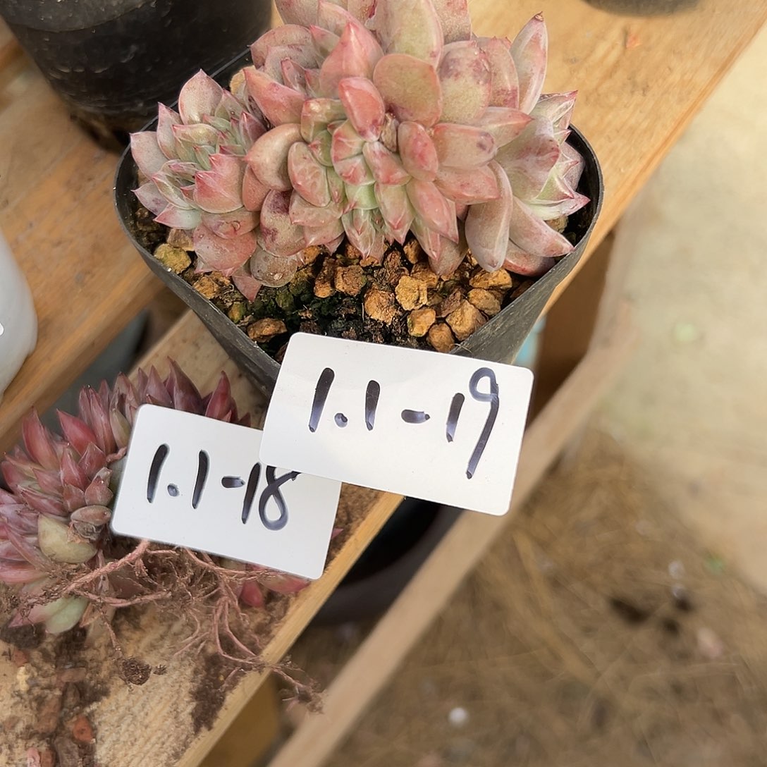 绿***冰1.1-19香橙缀多肉植物