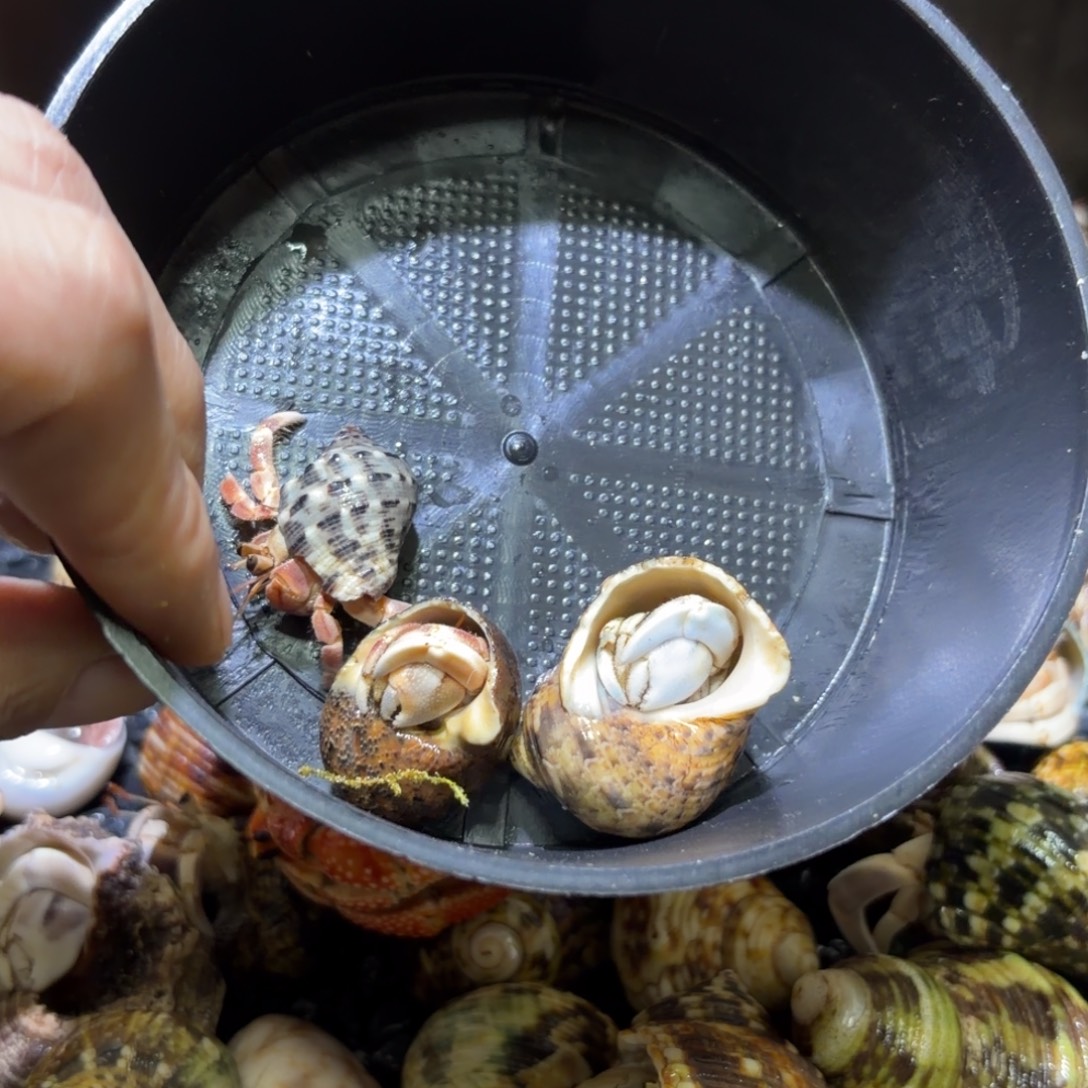 活体寄居蟹 不退不换 40